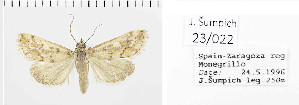  ( - Sumpich23022)  @11 [ ] Copyright (2023) Jan Sumpich National Museum of Natural History, Department of Zoology, Prague