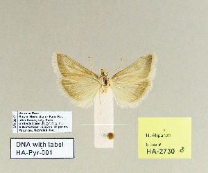  (Tegostoma anaemicalis - HA-Pyr-001)  @11 [ ] Copyright (2023) Hayk Mirzayans Insect Museum HMIM