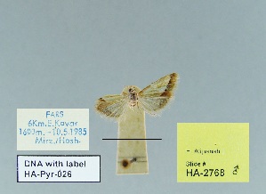  (Tegostoma marginalis - HA-Pyr-026)  @11 [ ] Copyright (2023) Hayk Mirzayans Insect Museum HMIM