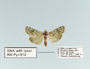  (Tegostoma mossulalis - HA-Pyr-012)  @11 [ ] Copyright (2023) Hayk Mirzayans Insect Museum HMIM