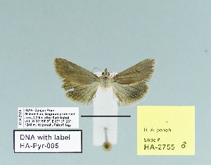  ( - HA-Pyr-005)  @11 [ ] Copyright (2023) Hayk Mirzayans Insect Museum HMIM