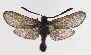  (Zygaena persephone - SMNS-VN013)  @11 [ ] Copyrght (2025) Staatliches Museum fur Naturkunde, Stuttgart Unspecified