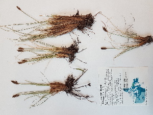  (Carex borealipolaris - BOT-CHARS-0509)  @11 [ ] CreativeCommons - Attribution (2019) Unspecified Centre for Biodiversity Genomics