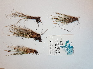  (Carex myosuroides - BOT-CHARS-0510)  @11 [ ] CreativeCommons - Attribution (2019) Unspecified Centre for Biodiversity Genomics