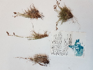  (Carex capillaris ssp. fuscidula - BOT-CHARS-0544)  @11 [ ] CreativeCommons - Attribution (2019) Unspecified Centre for Biodiversity Genomics