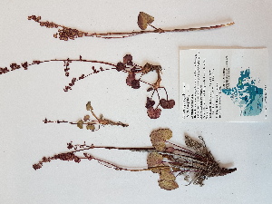  ( - BOT-CHARS-0569)  @11 [ ] CreativeCommons - Attribution (2019) Unspecified Centre for Biodiversity Genomics