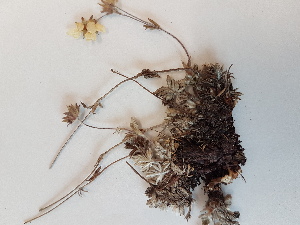  ( - BOT-CHARS-0605)  @11 [ ] CreativeCommons - Attribution (2019) Unspecified Centre for Biodiversity Genomics