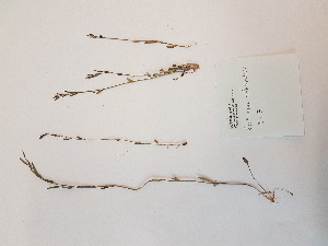  ( - BOT-CHARS-0619)  @11 [ ] CreativeCommons - Attribution (2019) Unspecified Centre for Biodiversity Genomics