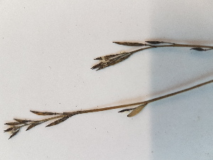  ( - BOT-CHARS-0619)  @11 [ ] CreativeCommons - Attribution (2019) Unspecified Centre for Biodiversity Genomics