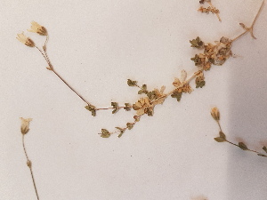  ( - BOT-CHARS-0636)  @11 [ ] CreativeCommons - Attribution (2019) Unspecified Centre for Biodiversity Genomics