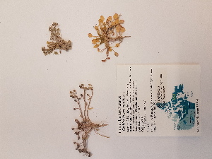  ( - BOT-CHARS-0637)  @11 [ ] CreativeCommons - Attribution (2019) Unspecified Centre for Biodiversity Genomics