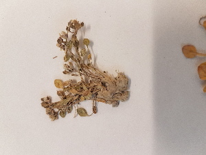  ( - BOT-CHARS-0637)  @11 [ ] CreativeCommons - Attribution (2019) Unspecified Centre for Biodiversity Genomics