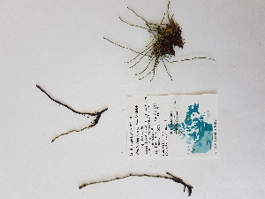  (Equisetum variegatum ssp. variegatum - BOT-CHARS-0689)  @11 [ ] CreativeCommons - Attribution (2019) Unspecified Centre for Biodiversity Genomics