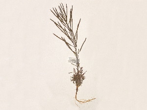  ( - BOT-CHARS-0031)  @11 [ ] CreativeCommons - Attribution (2019) CBG Photography Group Centre for Biodiversity Genomics