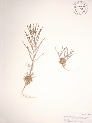  ( - BOT-CHARS-0031)  @11 [ ] CreativeCommons - Attribution (2019) CBG Photography Group Centre for Biodiversity Genomics