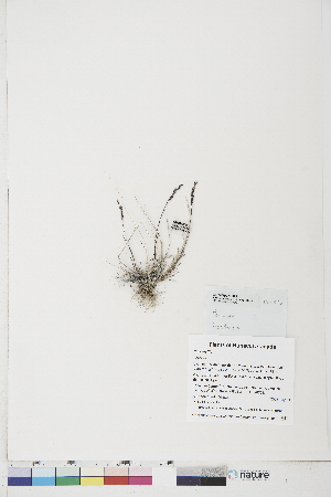  ( - BOT-CHARS-0721)  @11 [ ] CreativeCommons - Attribution (2019) CBG Photography Group Centre for Biodiversity Genomics