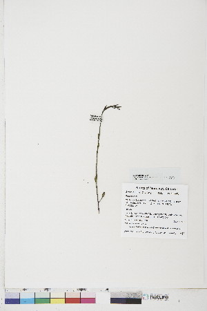  ( - BOT-CHARS-0725)  @11 [ ] CreativeCommons - Attribution (2019) CBG Photography Group Centre for Biodiversity Genomics