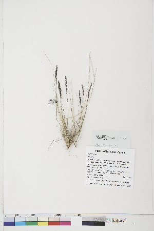  ( - BOT-CHARS-0726)  @11 [ ] CreativeCommons - Attribution (2019) CBG Photography Group Centre for Biodiversity Genomics