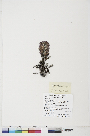  ( - BOT-CHARS-0756)  @11 [ ] CreativeCommons - Attribution (2019) CBG Photography Group Centre for Biodiversity Genomics