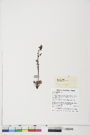 ( - BOT-CHARS-0757)  @11 [ ] CreativeCommons - Attribution (2019) CBG Photography Group Centre for Biodiversity Genomics