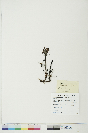  ( - BOT-CHARS-0763)  @11 [ ] CreativeCommons - Attribution (2019) CBG Photography Group Centre for Biodiversity Genomics