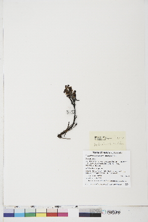  ( - BOT-CHARS-0772)  @11 [ ] CreativeCommons - Attribution (2019) CBG Photography Group Centre for Biodiversity Genomics