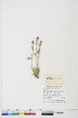  (Braya glabella ssp. glabella - BOT-CHARS-0775)  @11 [ ] CreativeCommons - Attribution (2019) CBG Photography Group Centre for Biodiversity Genomics