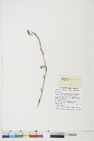  ( - BOT-CHARS-0786)  @11 [ ] CreativeCommons - Attribution (2019) CBG Photography Group Centre for Biodiversity Genomics