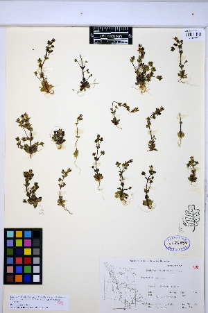  ( - HERB0356)  @11 [ ] CreativeCommons - Attribution Non-Commercial Share-Alike (2013) Unspecified UBC Herbarium