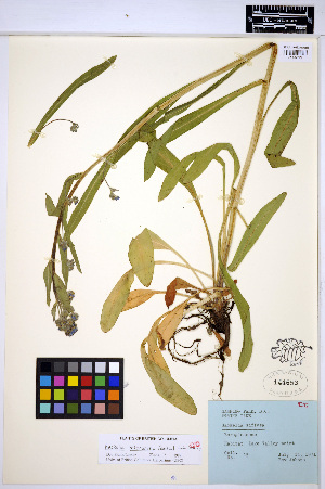  ( - HERB0091)  @11 [ ] CreativeCommons - Attribution Non-Commercial Share-Alike (2013) Unspecified UBC Herbarium