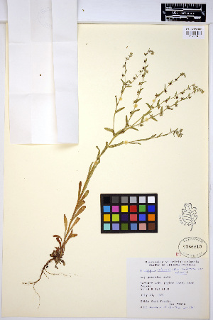  ( - HERB0092)  @11 [ ] CreativeCommons - Attribution Non-Commercial Share-Alike (2013) Unspecified UBC Herbarium