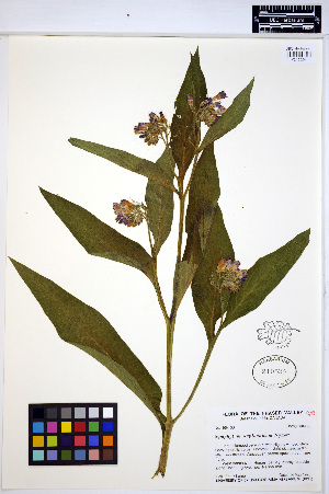  (Symphytum X uplandicum - HERB0104)  @11 [ ] CreativeCommons - Attribution Non-Commercial Share-Alike (2013) Unspecified UBC Herbarium