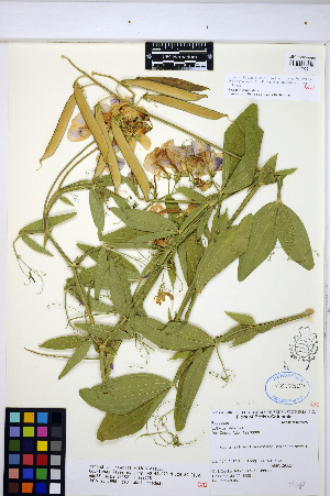  (Lathyrus latifolius - HERB0290)  @11 [ ] CreativeCommons - Attribution Non-Commercial Share-Alike (2013) Unspecified UBC Herbarium