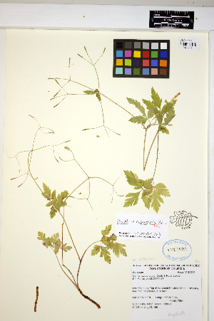 ( - HERB0041)  @11 [ ] CreativeCommons - Attribution Non-Commercial Share-Alike (2013) Unspecified UBC Herbarium