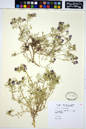  ( - HERB0265)  @11 [ ] CreativeCommons - Attribution Non-Commercial Share-Alike (2013) Unspecified UBC Herbarium
