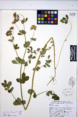  (Lotus uliginosus - HERB0301)  @11 [ ] CreativeCommons - Attribution Non-Commercial Share-Alike (2013) Unspecified UBC Herbarium