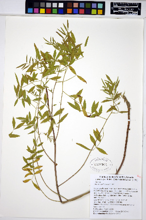  (Glycyrrhiza lepidota - HERB0280)  @11 [ ] CreativeCommons - Attribution Non-Commercial Share-Alike (2013) Unspecified UBC Herbarium