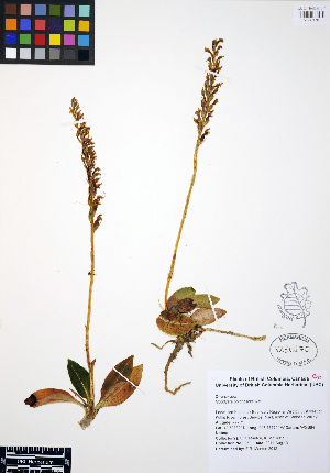  (Goodyera oblongifolia - ERM950)  @11 [ ] CreativeCommons - Attribution Non-Commercial Share-Alike (2012) Unspecified UBC Herbarium