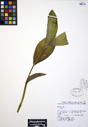  (Veratrum viride - ERM293)  @11 [ ] CreativeCommons - Attribution Non-Commercial Share-Alike (2012) Unspecified UBC Herbarium