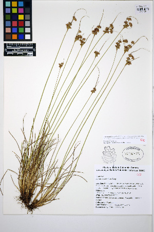  (Juncus occidentalis - HERB0462)  @11 [ ] CreativeCommons - Attribution Non-Commercial Share-Alike (2013) Unspecified UBC Herbarium