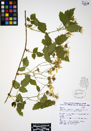  (Rubus ursinus - ERM447)  @11 [ ] CreativeCommons - Attribution Non-Commercial Share-Alike (2012) Unspecified UBC Herbarium