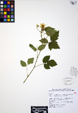  (Rubus ursinus - ERM720)  @11 [ ] CreativeCommons - Attribution Non-Commercial Share-Alike (2012) Unspecified UBC Herbarium