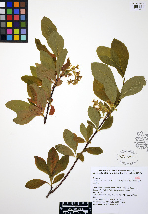  (Oemleria cerasiformis - ERM349)  @11 [ ] CreativeCommons - Attribution Non-Commercial Share-Alike (2012) Unspecified UBC Herbarium