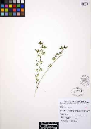  ( - ERM477)  @11 [ ] CreativeCommons - Attribution Non-Commercial Share-Alike (2012) Unspecified UBC Herbarium