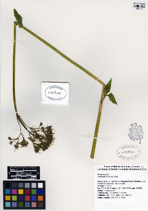  ( - ERM1125)  @11 [ ] CreativeCommons - Attribution Non-Commercial Share-Alike (2013) Unspecified UBC Herbarium
