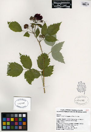  (Rubus leucodermis - ERM1154)  @11 [ ] CreativeCommons - Attribution Non-Commercial Share-Alike (2013) Unspecified UBC Herbarium