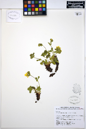  (Potentilla flabellifolia - ERM1097)  @11 [ ] CreativeCommons - Attribution Non-Commercial Share-Alike (2013) Unspecified UBC Herbarium