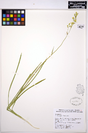  ( - ERM1594)  @11 [ ] CreativeCommons - Attribution Non-Commercial Share-Alike (2013) Unspecified UBC Herbarium