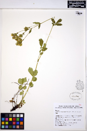  (Drymocallis pseudorupestris - ERM661)  @11 [ ] CreativeCommons - Attribution Non-Commercial Share-Alike (2013) Unspecified UBC Herbarium