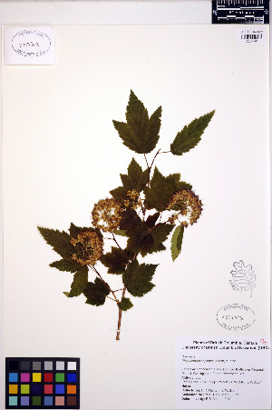  (Physocarpus capitatus - ERM753)  @11 [ ] CreativeCommons - Attribution Non-Commercial Share-Alike (2013) Unspecified UBC Herbarium